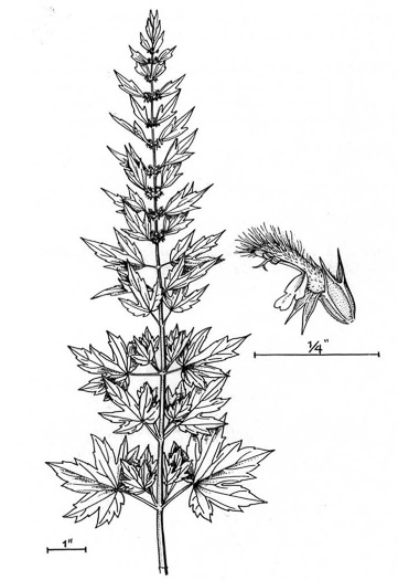 drawing of Leonurus cardiaca, Motherwort, Lion's-tail