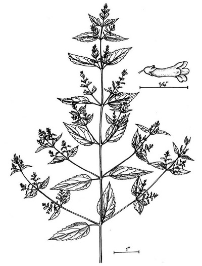 drawing of Scutellaria lateriflora, Mad-dog Skullcap, Tall Blue Skullcap