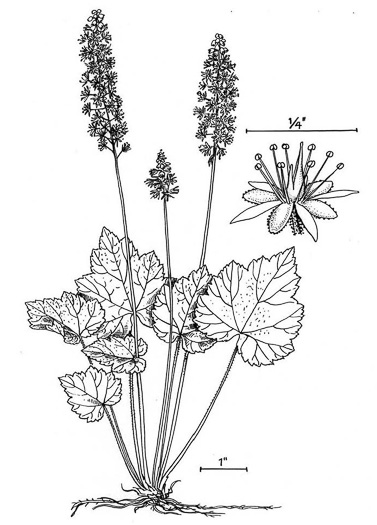 drawing of Tiarella austrina, Escarpment Foamflower, Southern Foamflower