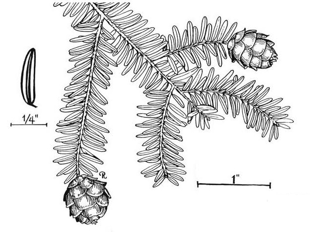 drawing of Tsuga canadensis, Eastern Hemlock, Canada Hemlock, Spruce Pine, Hemlock Spruce