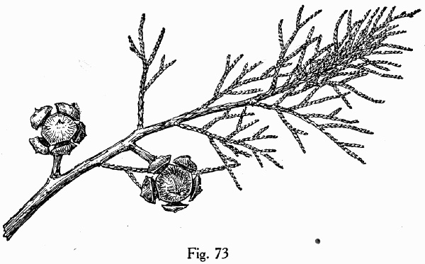 drawing of Hesperocyparis arizonica, Arizona Cypress