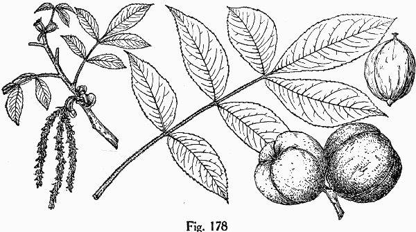 drawing of Carya tomentosa, Mockernut Hickory, White Hickory