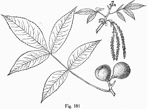image of Carya glabra, Pignut Hickory