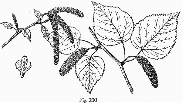 image of Betula cordifolia, Mountain Paper Birch