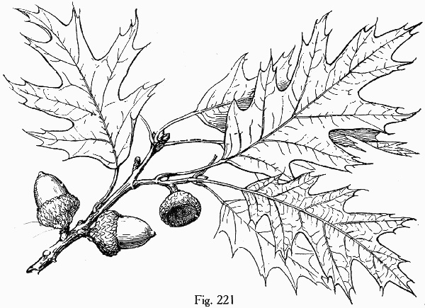 image of Quercus rubra +, Northern Red Oak, Red Oak