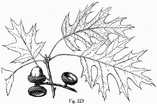 drawing of Quercus shumardii, Shumard Oak, Swamp Red Oak