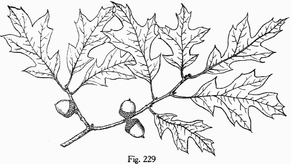 drawing of Quercus georgiana, Georgia Oak