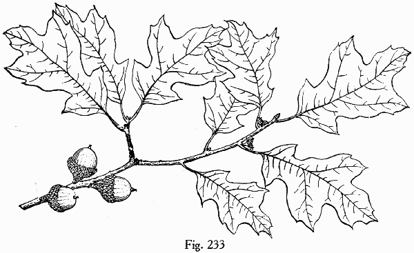 image of Quercus ilicifolia, Bear Oak, Scrub Oak