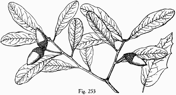 image of Quercus virginiana, Live Oak, Southern Live Oak