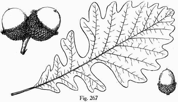 drawing of Quercus macrocarpa var. macrocarpa, Bur Oak, Mossycup Oak