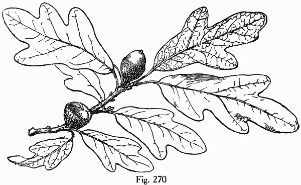drawing of Quercus margaretiae, Sand Post Oak, Scrub Post Oak, Margaret's Oak