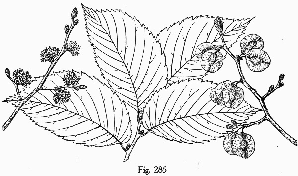 image of Ulmus rubra, Slippery Elm, Red Elm