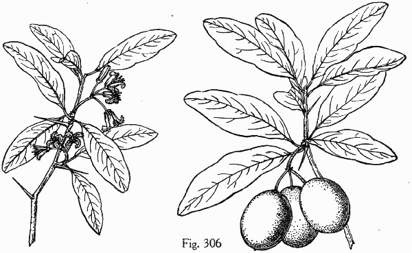 drawing of Ximenia americana, Tallow-wood, Hog-plum