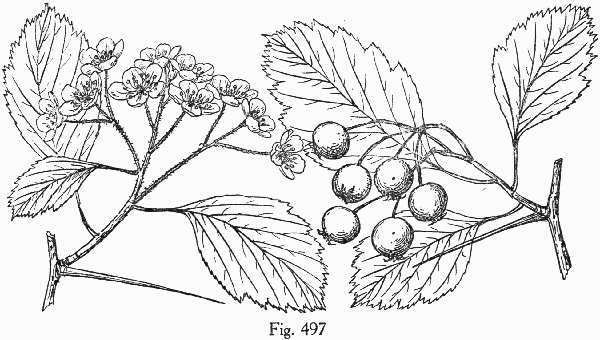 image of Crataegus succulenta var. succulenta, Fleshy Hawthorn