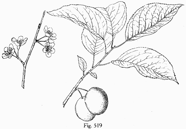 image of Prunus mexicana, Big-tree Plum, Mexican Plum