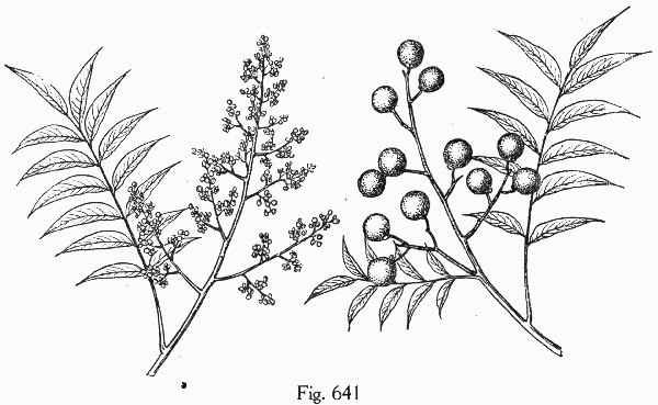 image of Sapindus marginatus, Florida Soapberry