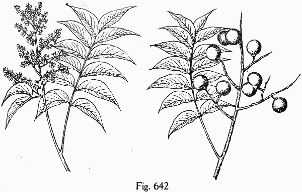 drawing of Sapindus saponaria var. drummondii, Western Soapberry