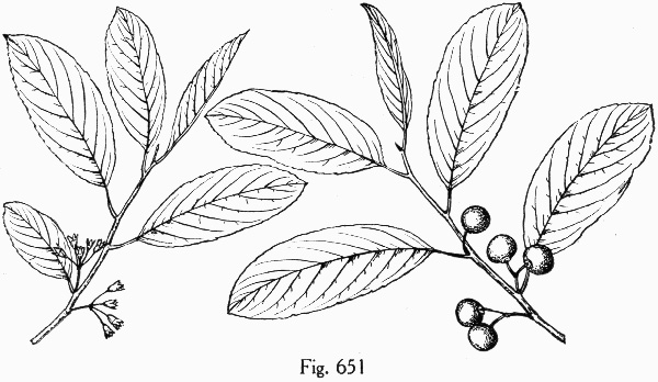 image of Frangula caroliniana, Carolina Buckthorn, Polecat-tree, Indian Currant, Indian-cherry