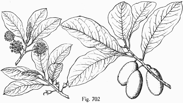 drawing of Nyssa ogeche, Ogeechee Tupelo, Ogeechee Lime, Ogeechee Plum