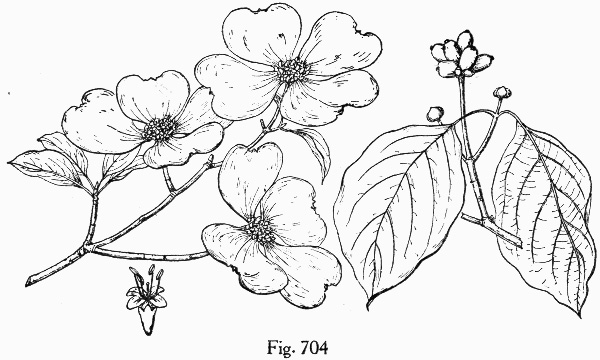 image of Benthamidia florida, Flowering Dogwood