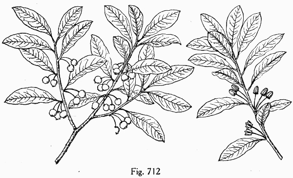 image of Lyonia ferruginea, Rusty Lyonia, Staggerbush, Dragonwood, Crookedwood