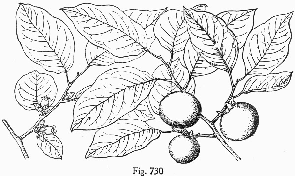 image of Diospyros virginiana, American Persimmon, Possumwood, Simmon