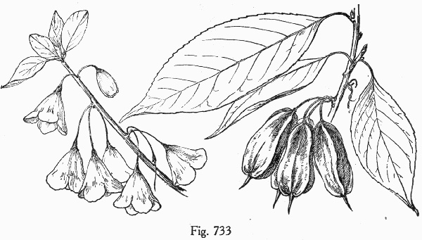 image of Halesia tetraptera var. monticola, Mountain Silverbell