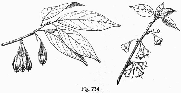 image of Halesia carolina, Little Silverbell