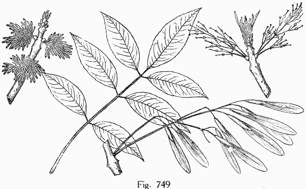 image of Fraxinus pennsylvanica, Green Ash, Red Ash