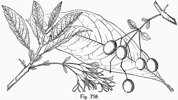 image of Chionanthus virginicus, Fringetree, Grancy Graybeard, Old Man's Beard, Grandsir-graybeard