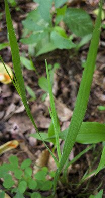 image of Sisyrinchium dichotomum, White Irisette, Isothermal Irisette