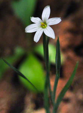 image of Sisyrinchium dichotomum, White Irisette, Isothermal Irisette