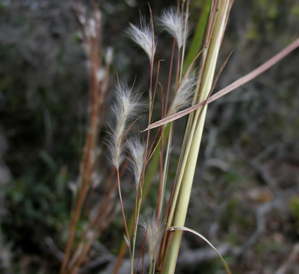 image of Andropogon floridanus, Florida Bluestem