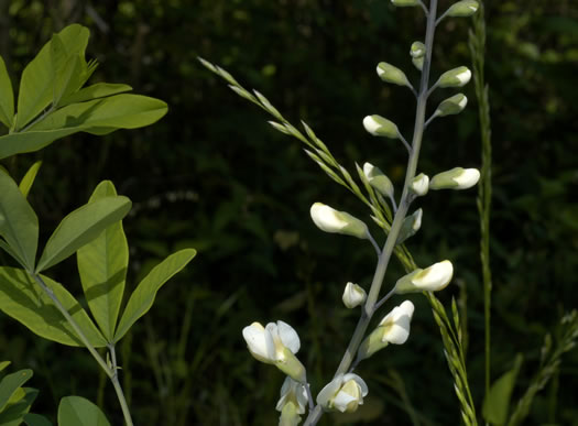 image of Baptisia alba, Thick-pod White Wild Indigo