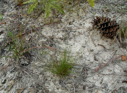 image of Bulbostylis ciliatifolia, Savannah Hairsedge, Capillary Hairsedge