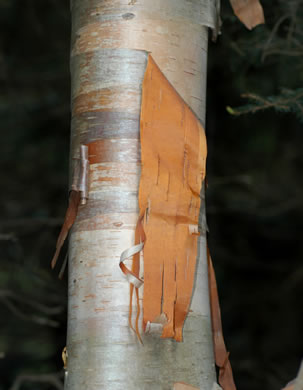 image of Betula cordifolia, Mountain Paper Birch
