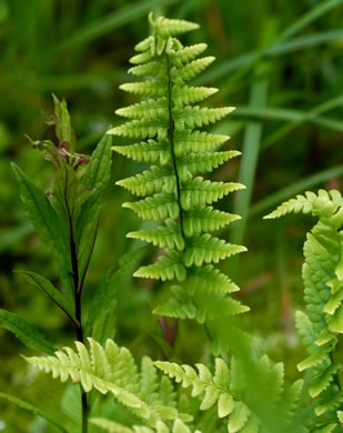 image of Dryopteris cristata, Crested Wood-fern, Crested Shield Fern