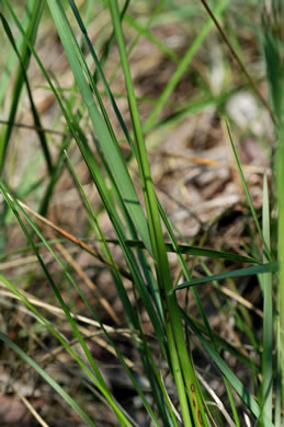 image of Danthonia epilis, Bog Oatgrass