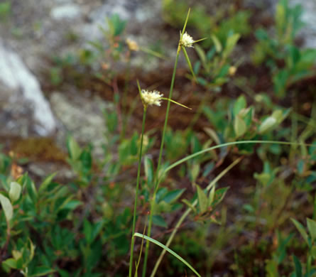Tawny Cottongrass