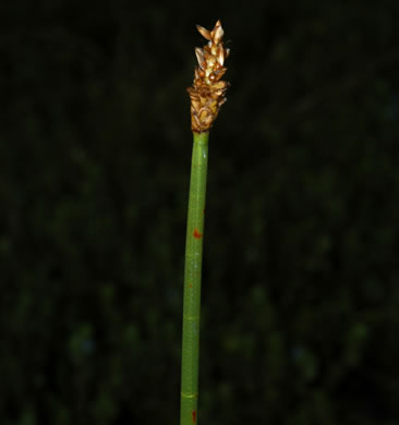 image of Eleocharis equisetoides, Horsetail Spikerush