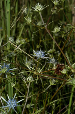 image of Eryngium integrifolium, Savanna Eryngo, Blueflower Eryngo