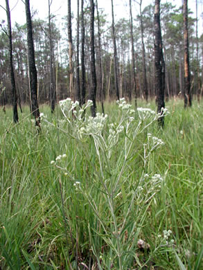 image of Eupatorium paludicola, Bay Boneset