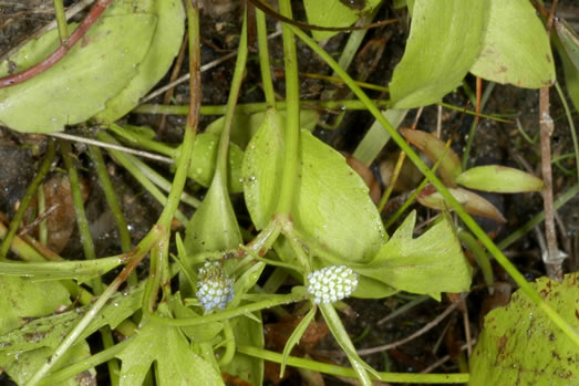 image of Eryngium prostratum, Spreading Eryngo, Creeping Eryngo