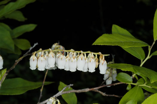 image of Eubotrys racemosus, Coastal Fetterbush, Swamp Sweetbells, Swamp Leucothoe, Swamp Fetterbush