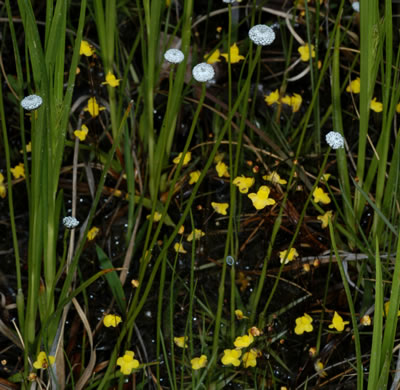 image of Eriocaulon texense, Texas Hatpins, Texas Pipewort