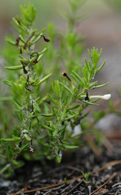 image of Sophronanthe hispida, Pineland Hedge-hyssop
