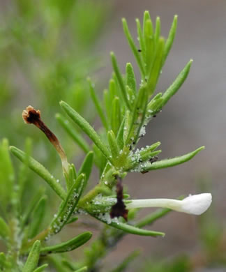 image of Sophronanthe hispida, Pineland Hedge-hyssop