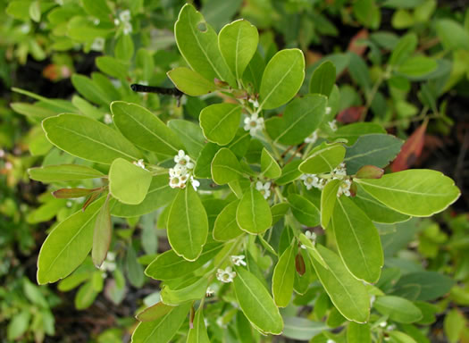 image of Ilex glabra, Inkberry, Bitter Gallberry, Little Gallberry