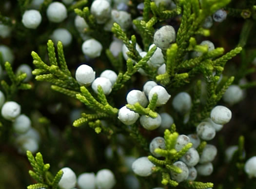 image of Juniperus silicicola, Southern Red Cedar, Coastal Red Cedar