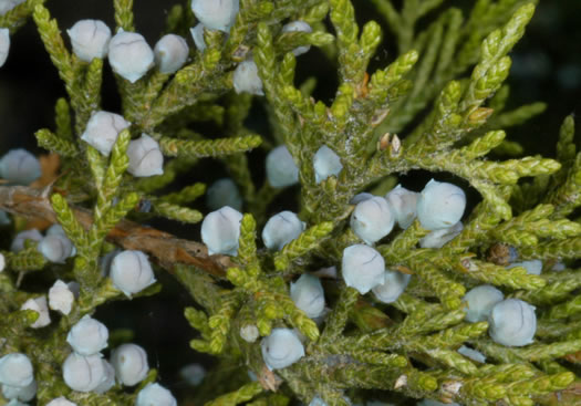 Juniperus virginiana, Eastern Red Cedar